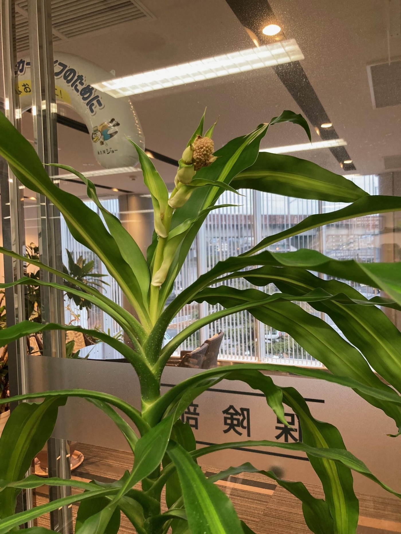 「ドラセナ（幸福の木）に花が咲きそう！」関連画像