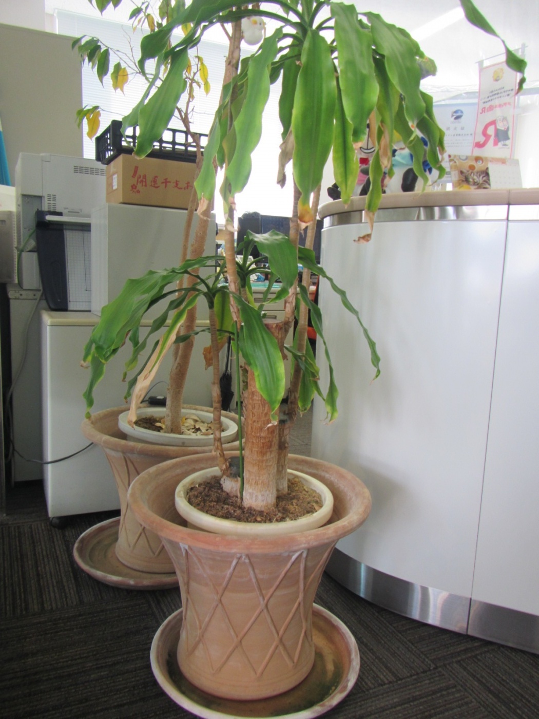 「ドラセナ（幸福の木）に花が咲きそう！」関連画像