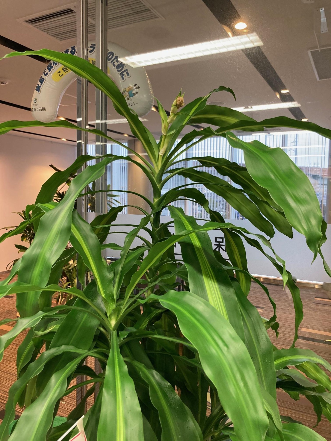 「ドラセナ（幸福の木）に花が咲きそう！」関連画像