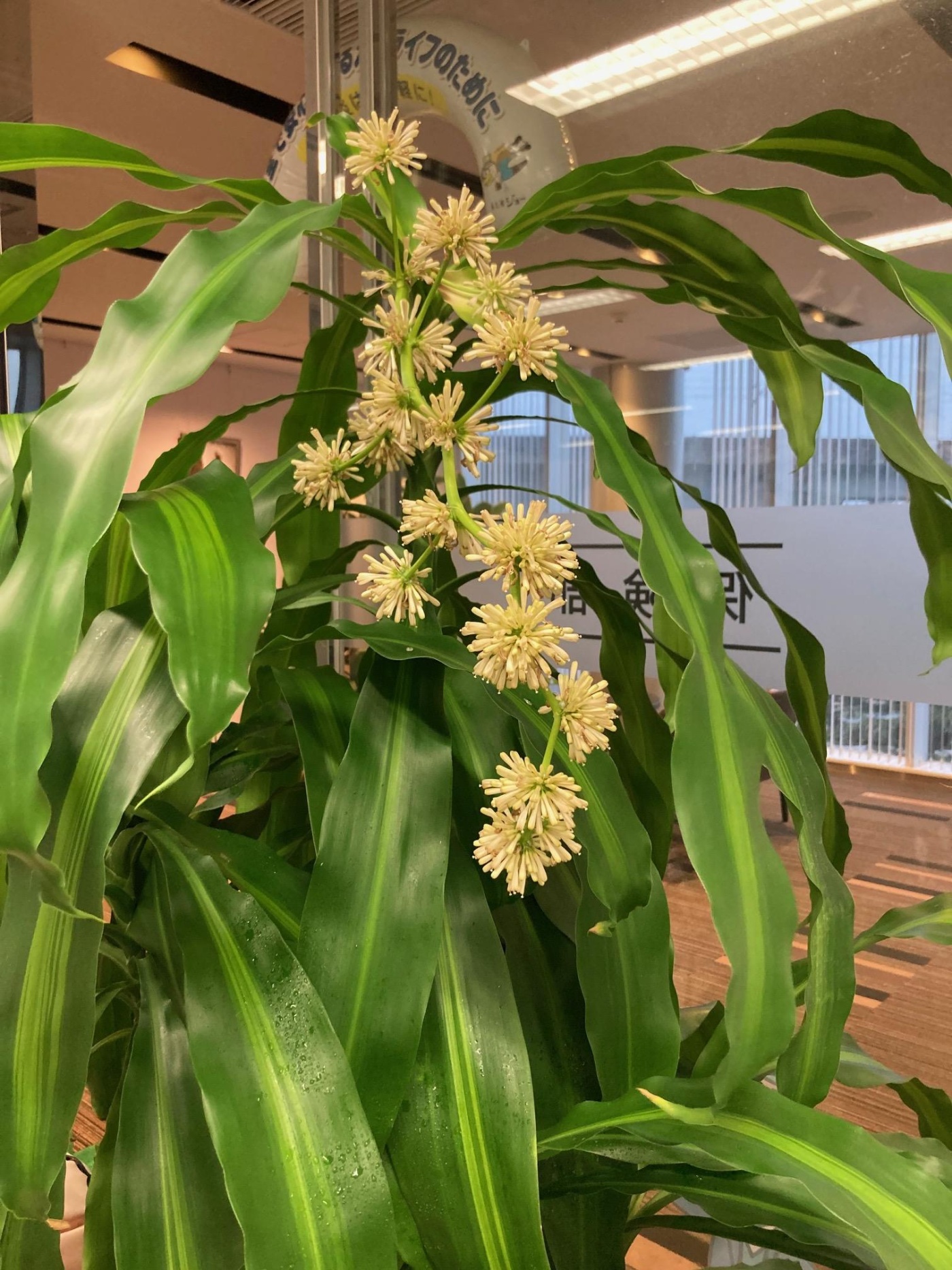 「ドラセナ花が咲きました!」関連画像