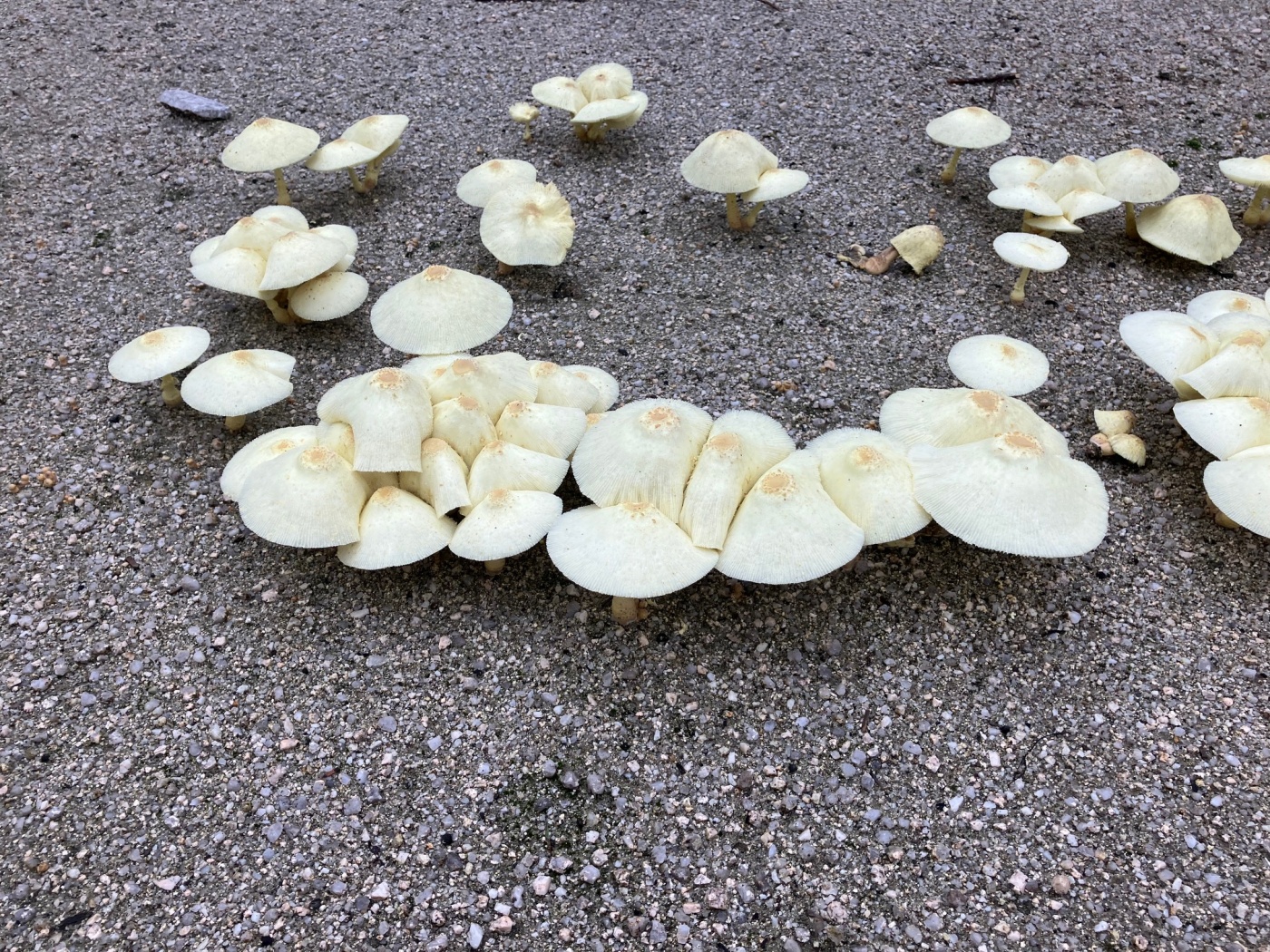 「フェアリーサークル！？」関連画像