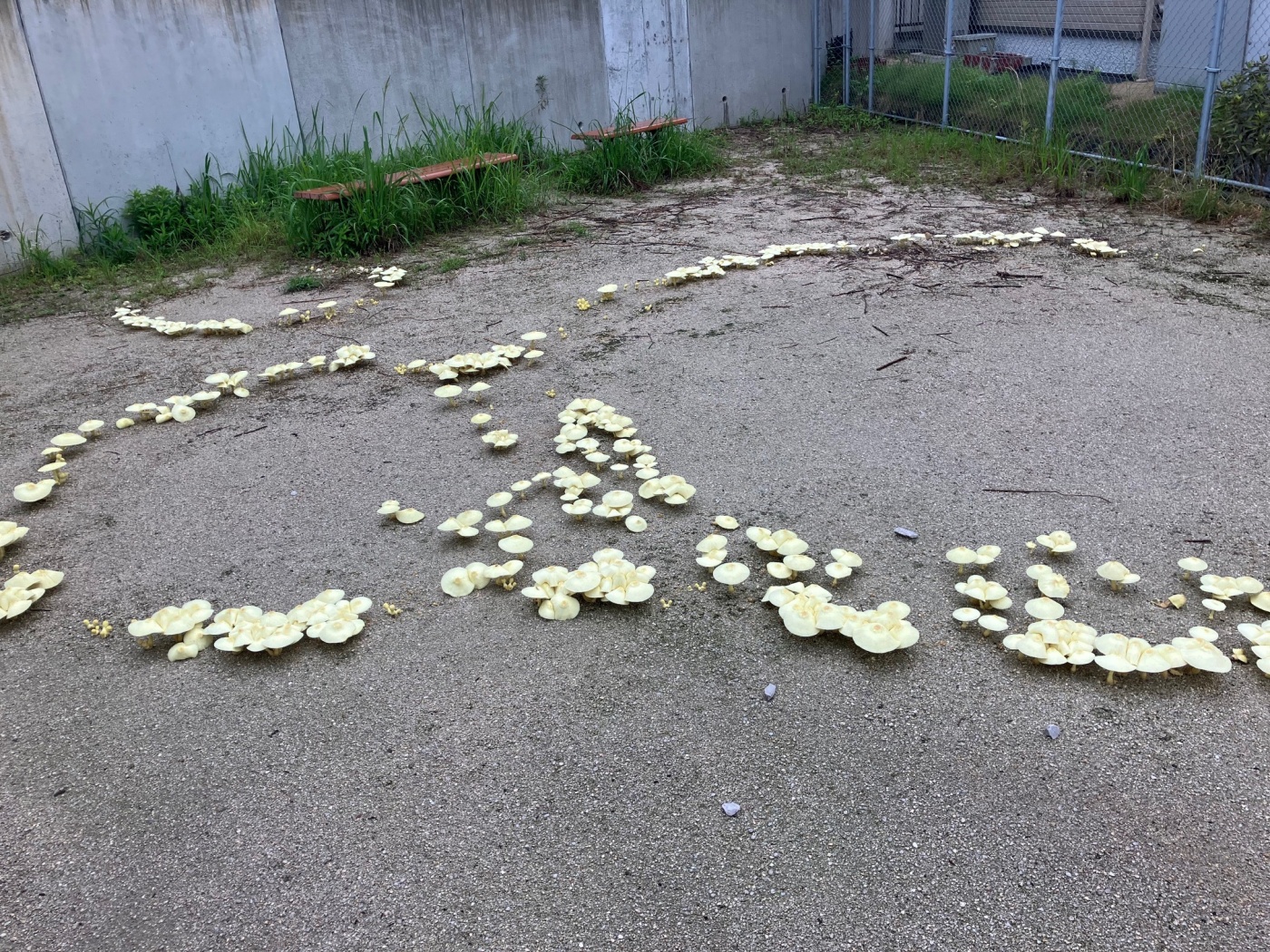 「フェアリーサークル！？」関連画像