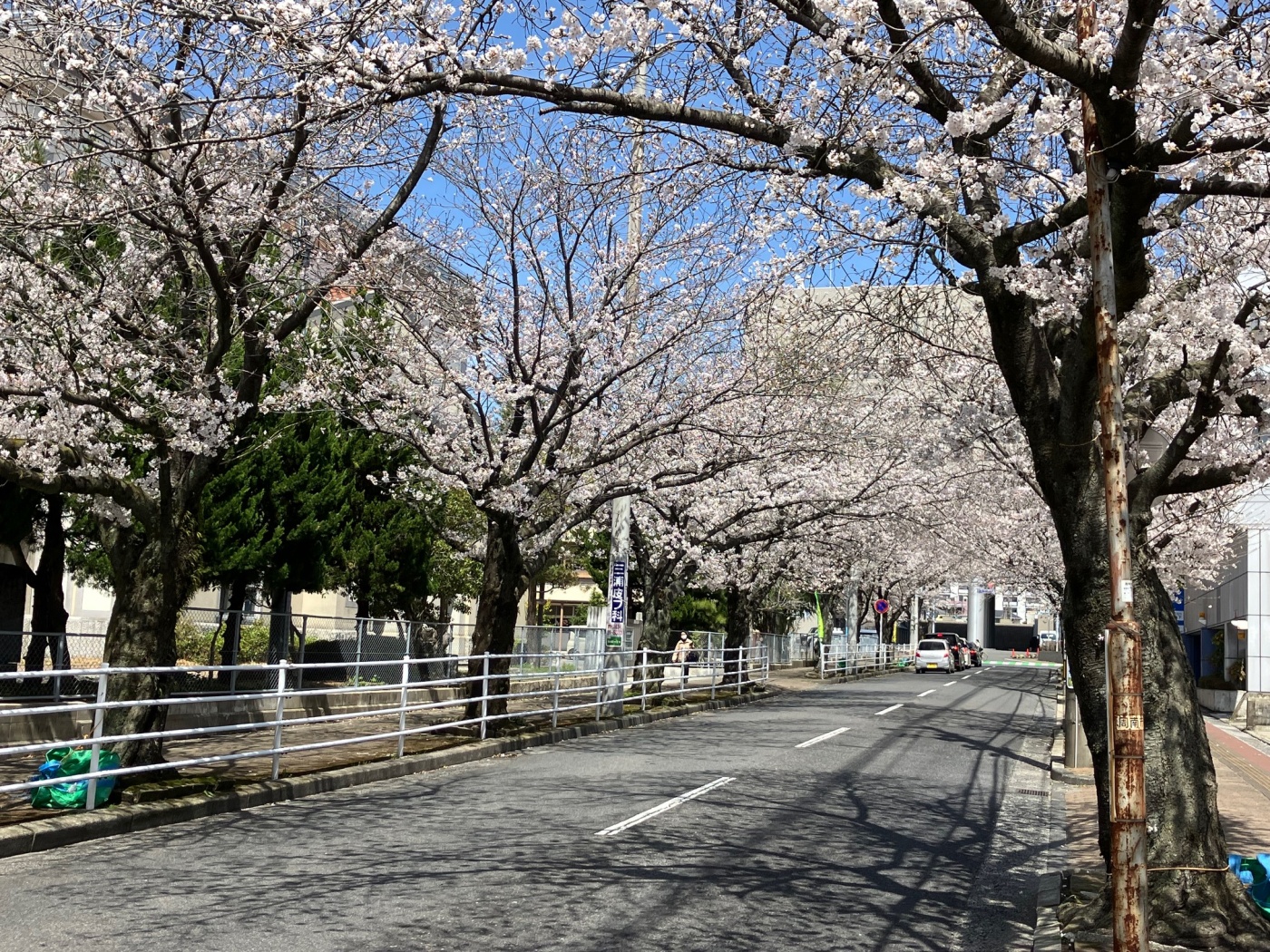 「サクラサク!?」関連画像