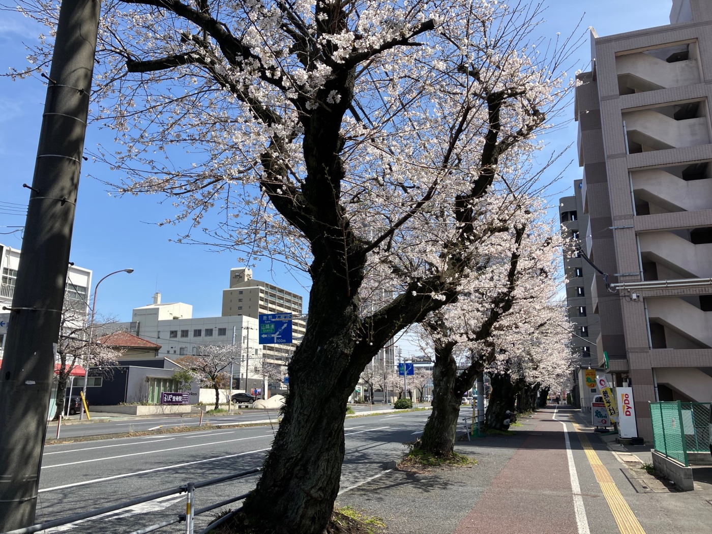 「サクラサク!?」関連画像