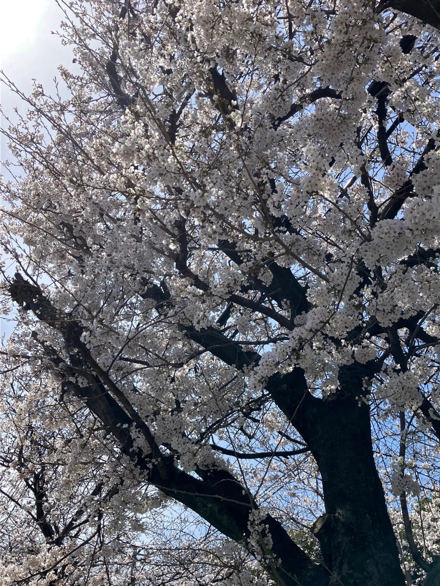 「サクラサク!?」関連画像