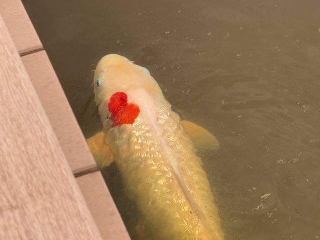 「きららフラワーガーデンでラッキーカープ？」関連画像